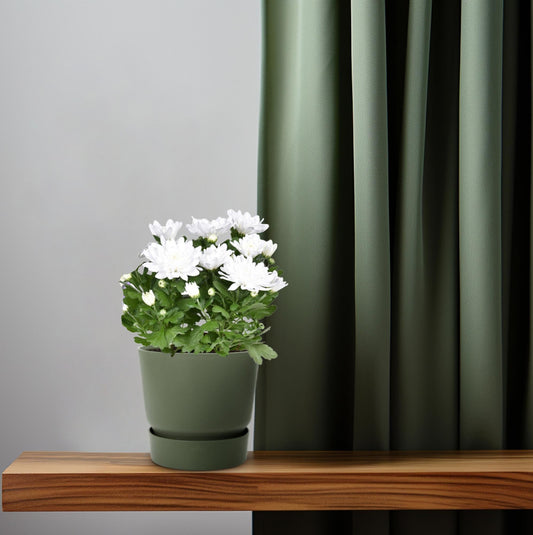 Chrysanthemum ‘Brave’ – Polster-Chrysantheme – Outdoorpflanze – Ø12cm – ↕26cm – Herbstblüher – Pflegeleicht & farbenfroh 