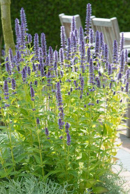 Asiatische Duftnessel Agastache 'Black Adder' – 6 Pflanzen – Staude mit dunkelvioletten Blüten – Ø9cm – Blütezeit Sommer bis Herbst – Bienenfreundlich & pflegeleicht 