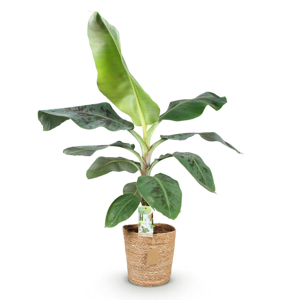 Green boutiQ - Zimmerpflanzen - Musa acuminata Dwarf Cavendisch - Bananenpflanze - Wenig Pflege - mit Korb - Grün - 1 Pflanze - Topf 21cm - Höhe 70-75cm 