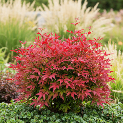 GreenboutiQ - Gartenpflanze - Nandina Blush Pink - Dunkelrosa - 1 Pflanze - Immergrün - Wenig Pflege - Topf 17cm Höhe 40cm 