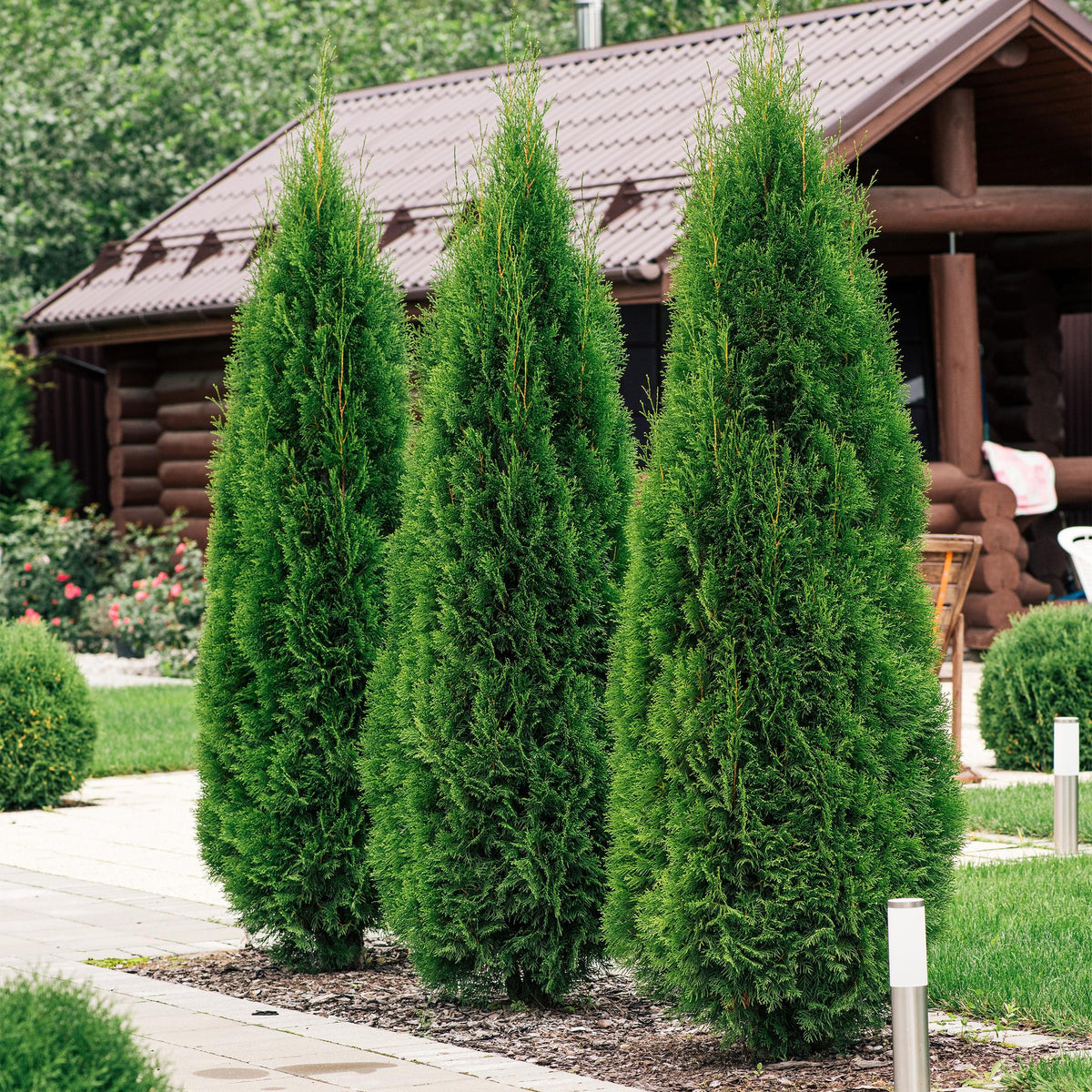 Lebensbaum Thuja occidentalis Smaragd – Immergrüne Heckenpflanze – 6 Pflanzen – 17 cm x H60 cm – Dichte, grüne Hecke 
