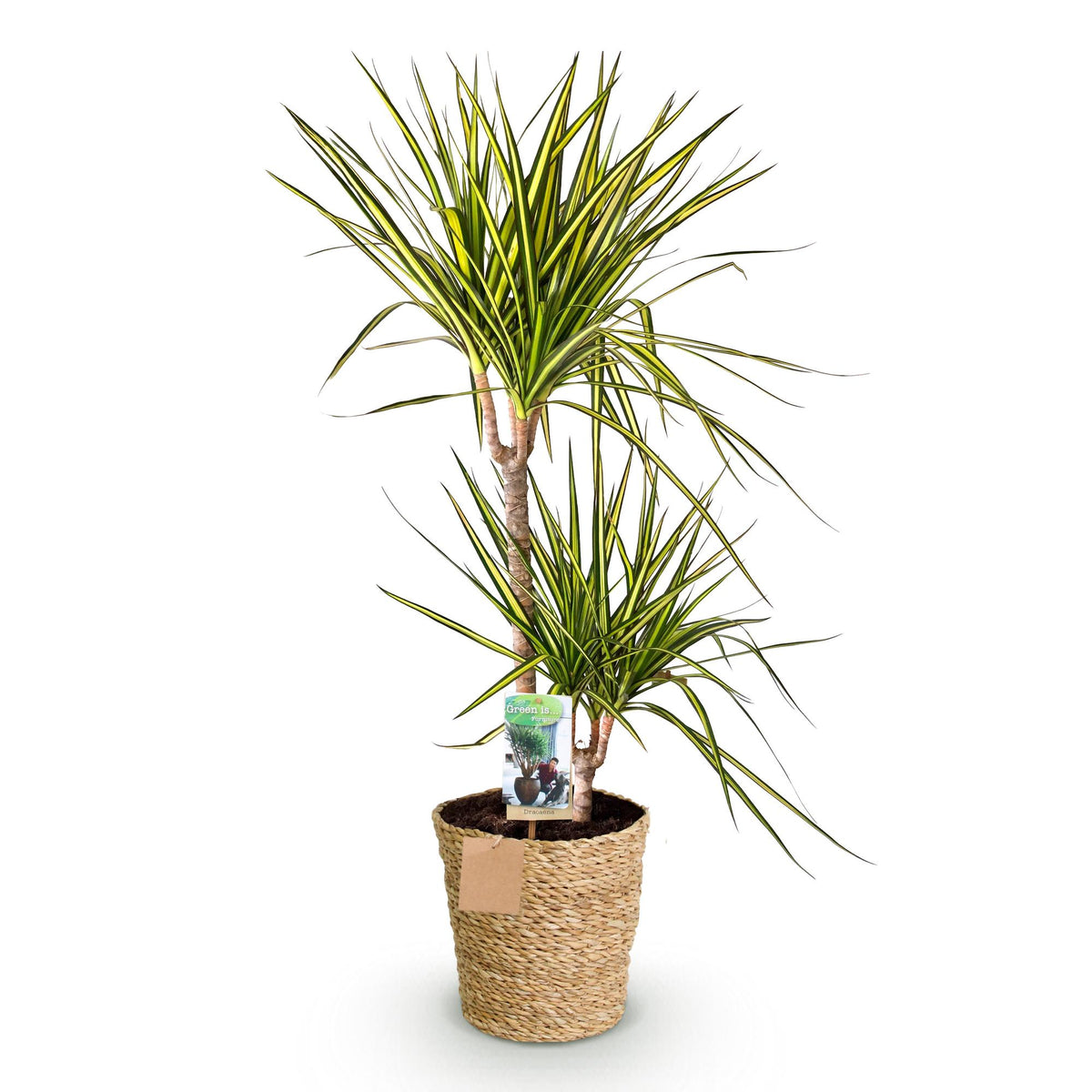Green boutiQ - Zimmerpflanzen - Dracaena Sunray - Drachenbaum - Wenig Pflege - mit Korb - Grün - Gelb - 1 Pflanze - Topf 21cm - Höhe 90-100cm 