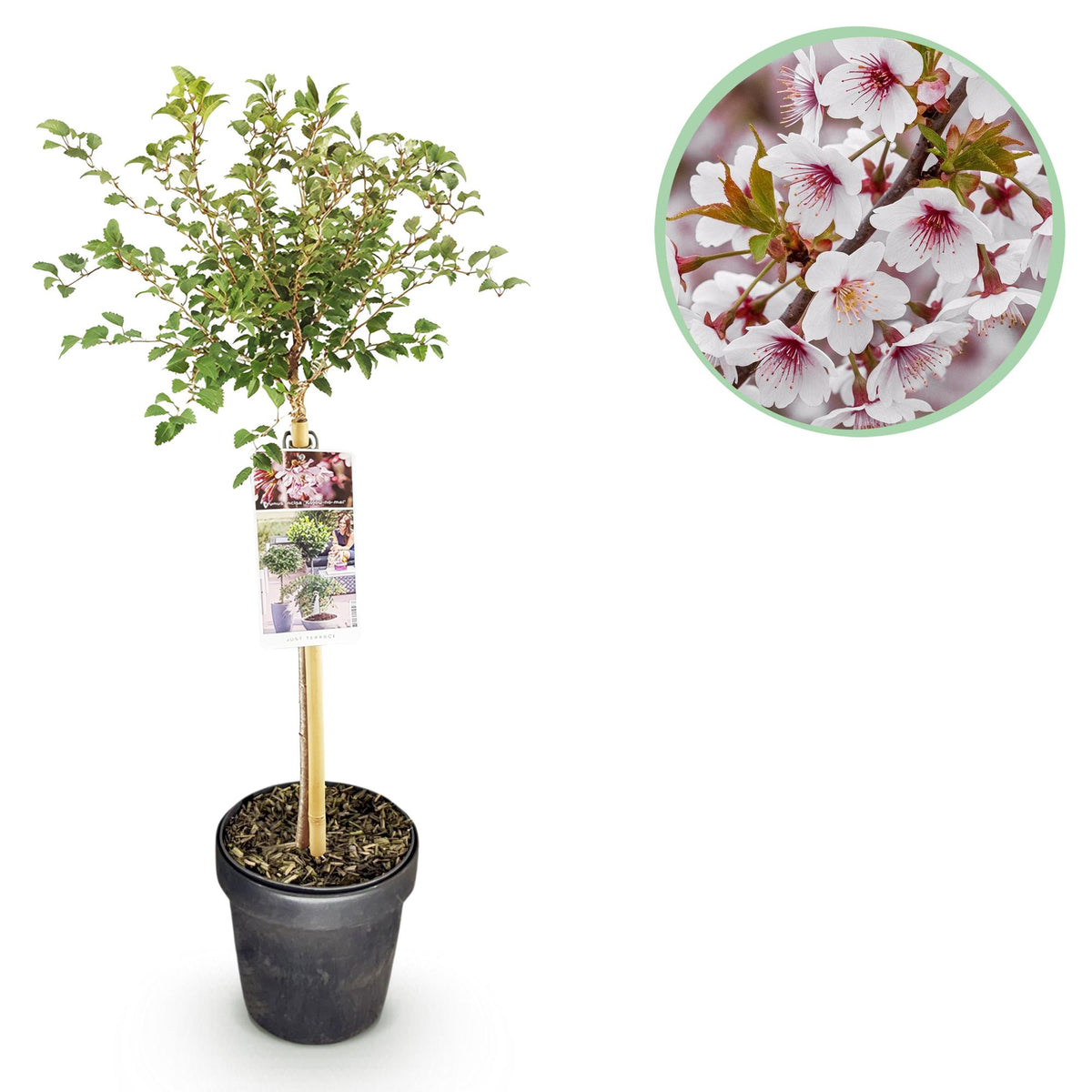 GreenboutiQ - Stamm Pflanze - Prunus incisa Koujou-no-mai - Terrassen Pflanze - Laubabwerfend - Winterhart - Weiße Blüte - Topf 19cm Höhe 90cm 