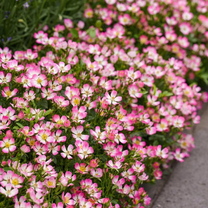 Green boutiQ - Gartenrose - Rosa Cutie Pie - Rose - Winterhart - Rosa - 1 Pflanze - Topf 12cm - Höhe 20-25cm 