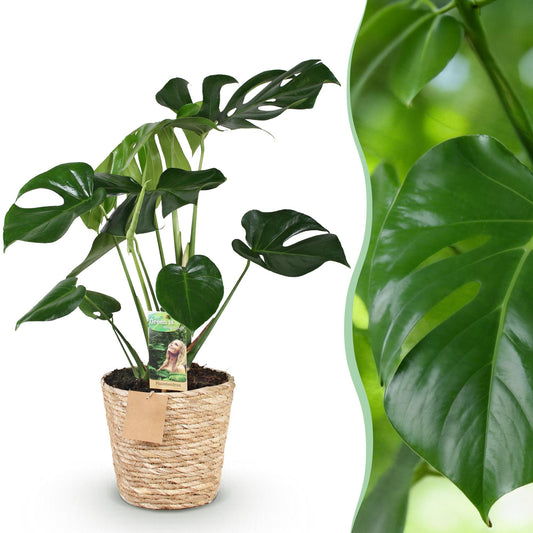 Green boutiQ - Zimmerpflanzen - Monstera Deliciosa - Fensterblatt - Pflegeleicht - mit Korb - Grün - 1 Pflanze - Topf 21cm - Höhe 70-80cm 