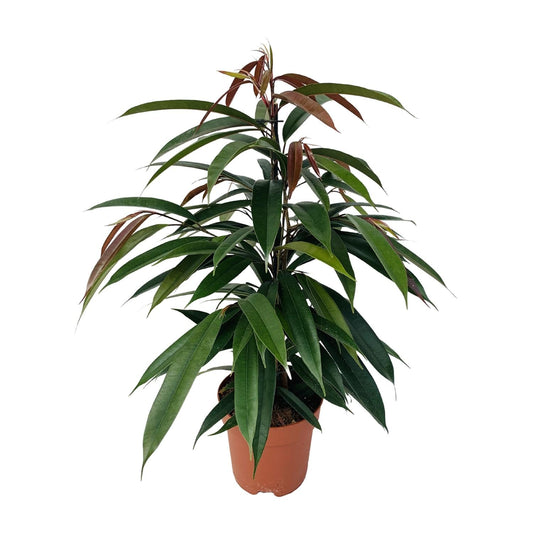 Gummibaum Ficus binnendijkii 'Amstel King' – Zimmerpflanze – Ø17cm – Höhe ca. 75cm – Pflegeleichte Grünpflanze mit glänzenden Blättern – Für Wohn- & Arbeitsräume 