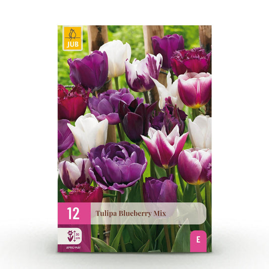 GreenboutiQ - Blumenzwiebeln - Tulp Blueberry mix - Verschiedene Farben - 12 Stück - Zwiebelgröße 11/12 - XXL Pack 