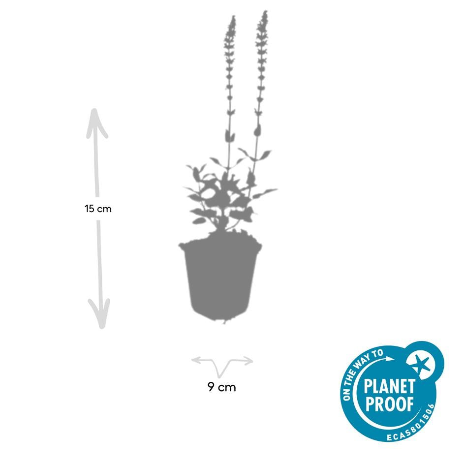 Blüten Salbei Salvia nemorosa Caradonna – ↕10-25cm – Ø9cm – Tiefviolett – Bienenfreundlich – Pflegeleicht – Ansicht 17