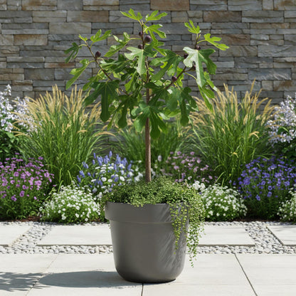 GreenboutiQ - Stamm Pflanze - Ficus carica Little Miss Figgy - Terrassen Pflanze - Laubabwerfend - Winterhart - Grüne Frucht - Topf 19cm Höhe 90cm 