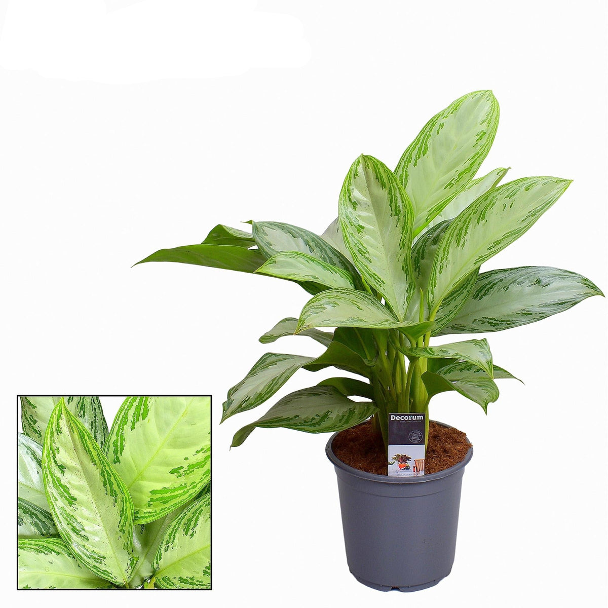 Aglaonema Silver Bay - Ø21cm - ↕80cm 