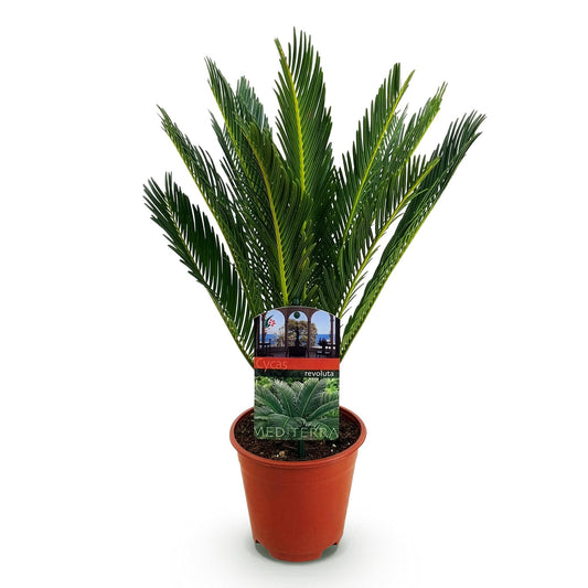 Cycas revoluta Sagopalmfarn – 45cm – 14cm – Pflegeleichte Zimmerpflanze mit fiederartigen Blättern – Exotischer Blickfang für Wohn- & Arbeitsräume 