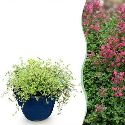 Kriech-Thymian 'Red Carpet' – Thymus praecox 'Red Carpet' – 6 Pflanzen – Topf Ø11cm