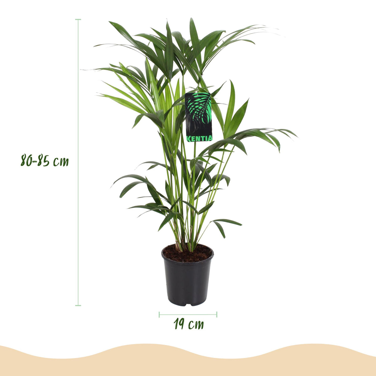 Green boutiQ - Zimmerpflanze - Howea Forsteriana - Kentia Palme - Wenig Pflege - Grün - 1 Pflanze - mit Potter Grau - Topf 19cm - Höhe 80-85cm 