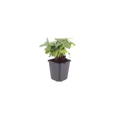 Euphorbia amygdaloides Robbiae – 6 Pflanzen Ø9cm – Höhe10-25cm – Immergrüner Bodendecker für Schatten & Halbschatten – Gelbgr