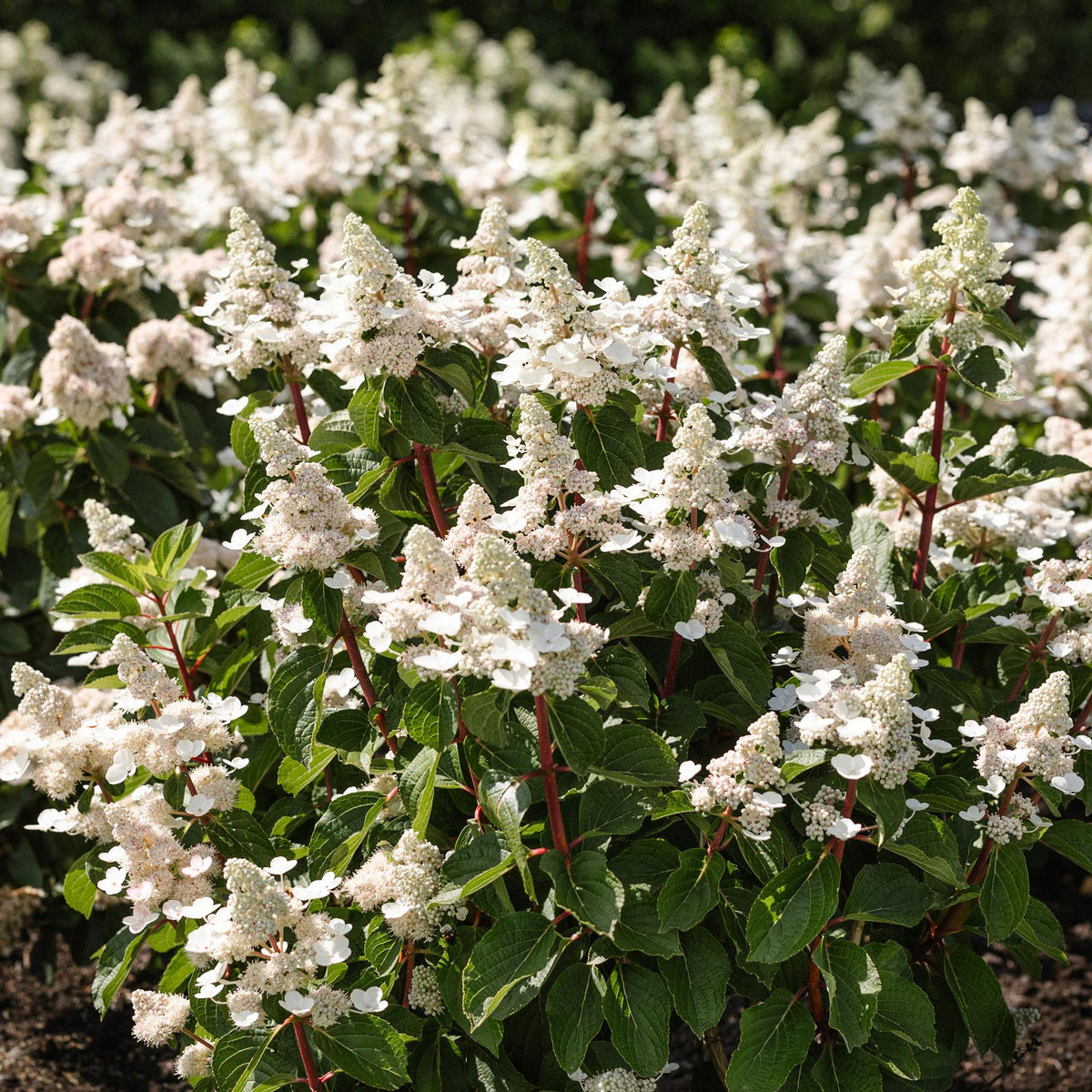 Green boutiQ - Gartenpflanze - Hydrangea panniculata Living Infinity - Rispenhortensie - Winterhart - Weiß - 3 Pflanzen - Topf 12cm - Höhe 20-30cm 