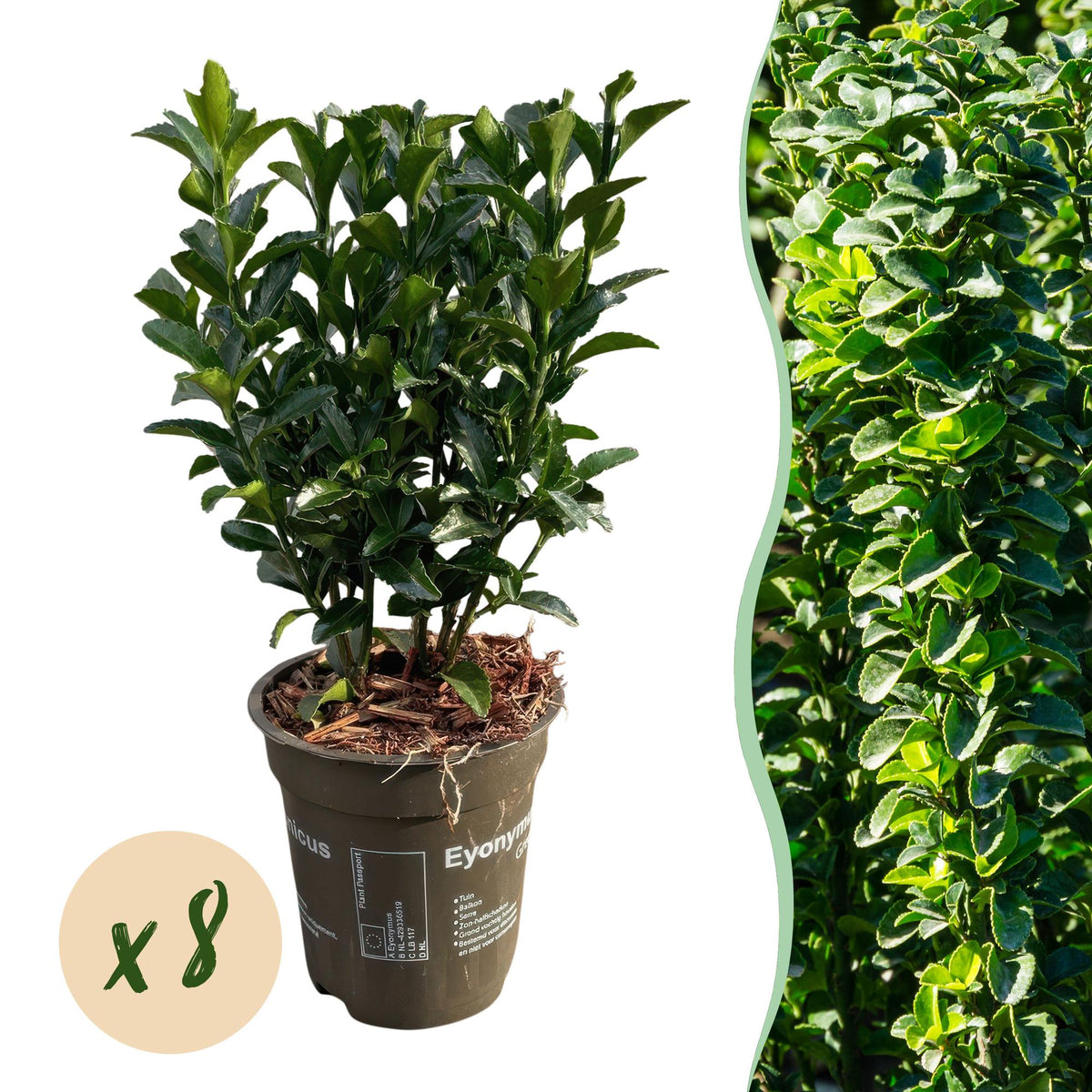 Immergrüner Japanischer Spindelstrauch – Euonymus japonicus 'Green Spire' – 8 Pflanzen für 1 Meter Hecke – Heckenpflanze 9cm – Höhe 20–25cm – Winterhart & Pflegeleicht 