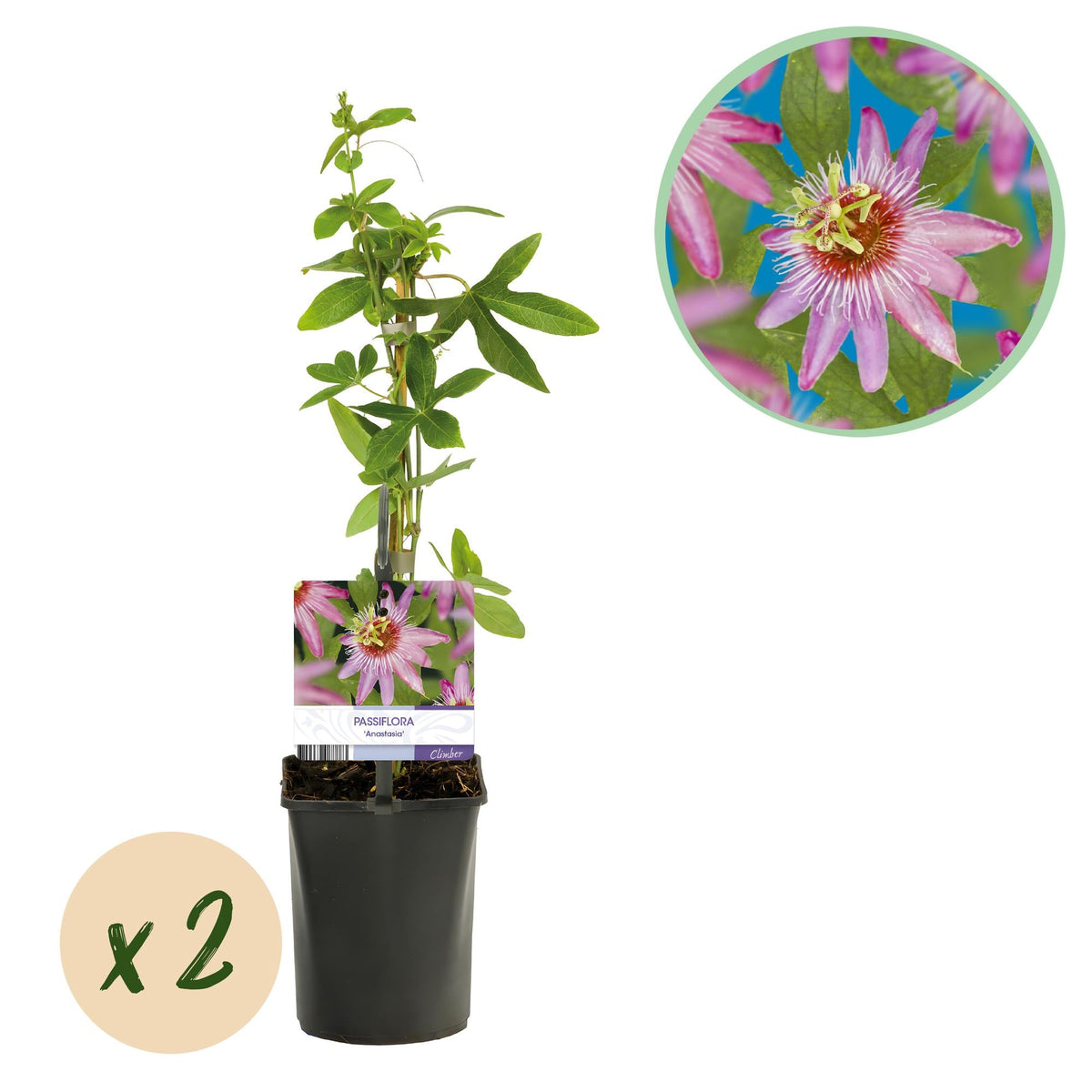 Passionsblume - Passiflora Anastasia - Blume Rosa - Wenig Pflege - 2 Pflanzen - Topf 11cm Höhe 40cm 