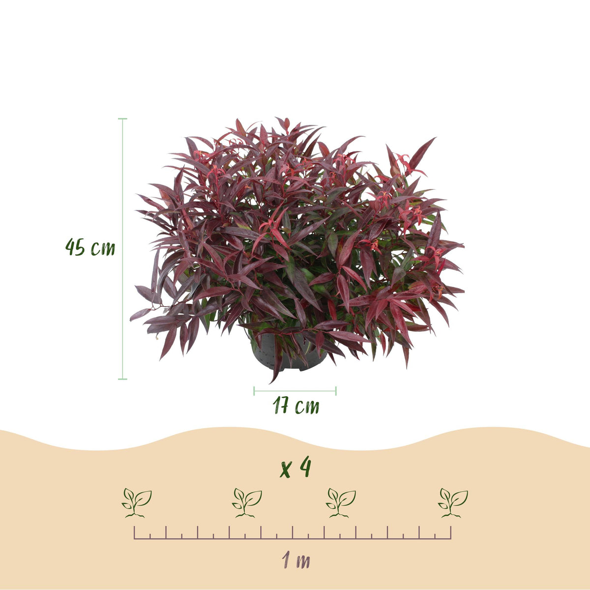 GreenboutiQ - Gartenpflanze - Leucothoe Burning Love - Rot - 1 Pflanze - Immergrün - Wenig Pflege - Topf 17cm Höhe 45cm 