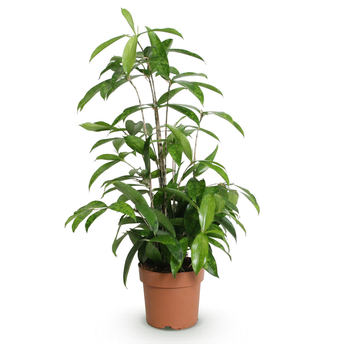 Green boutiQ - Zimmerpflanzen - Dracaena surculosa - Drachenblutbaum - Wenig Pflege - Grün - 1 Pflanze - Topf 17cm - Höhe 60-70cm 