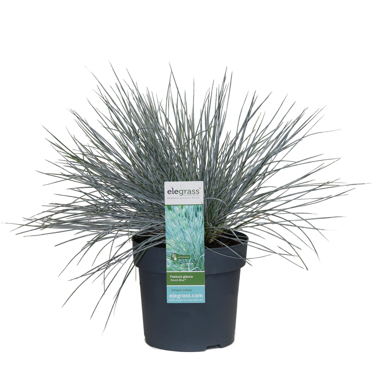 Blauschwingel-Gras - Festuca glauca Azura Blue - Ø14cm - ↨30cm 