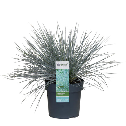 Blauschwingel-Gras - Festuca glauca Azura Blue - Ø14cm - ↨30cm 