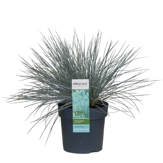 Blauschwingel-Gras - Festuca glauca Azura Blue - Ø14cm - ↨30cm 