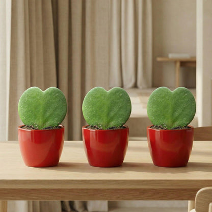 Sweetheart Pflanzen-Set – Grünes Mini-Geschenk – Topf & Pflanze – Rot 