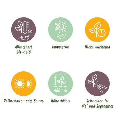 Ovalblättriger Liguster Ligustrum ovalifolium Aureum – Immergrüne Heckenpflanzen – 8 Pflanzen – 1 m – 9 cm Höhe 35–40 cm – Gelb-Grün – Pflegeleicht 