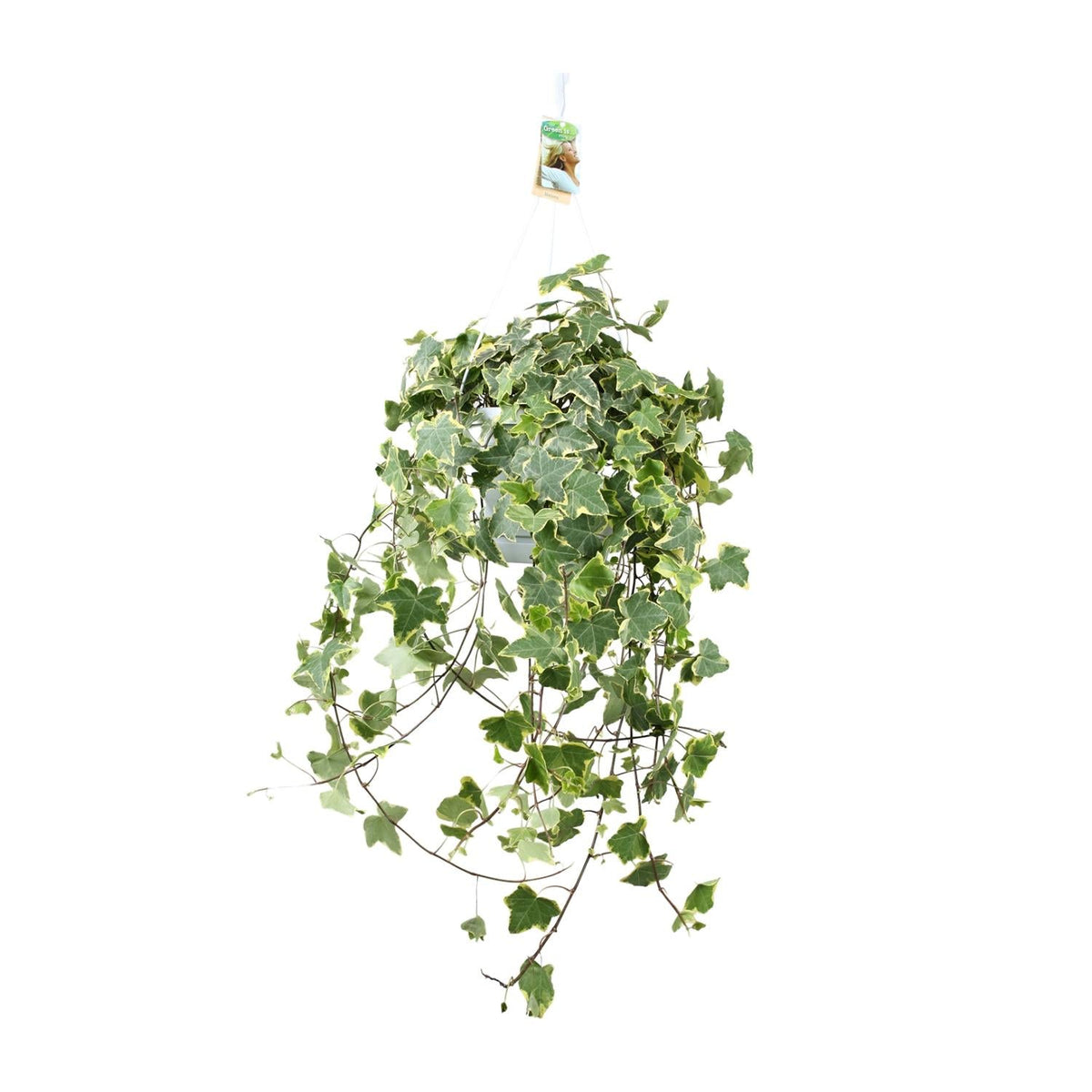 Efeu – Hedera Helix 'Gold Child' – Zimmerpflanze – Ø24 cm Topf – Höhe ca. 60 cm – Hängend & Rankend – Luftreinigend – Pflegeleicht 