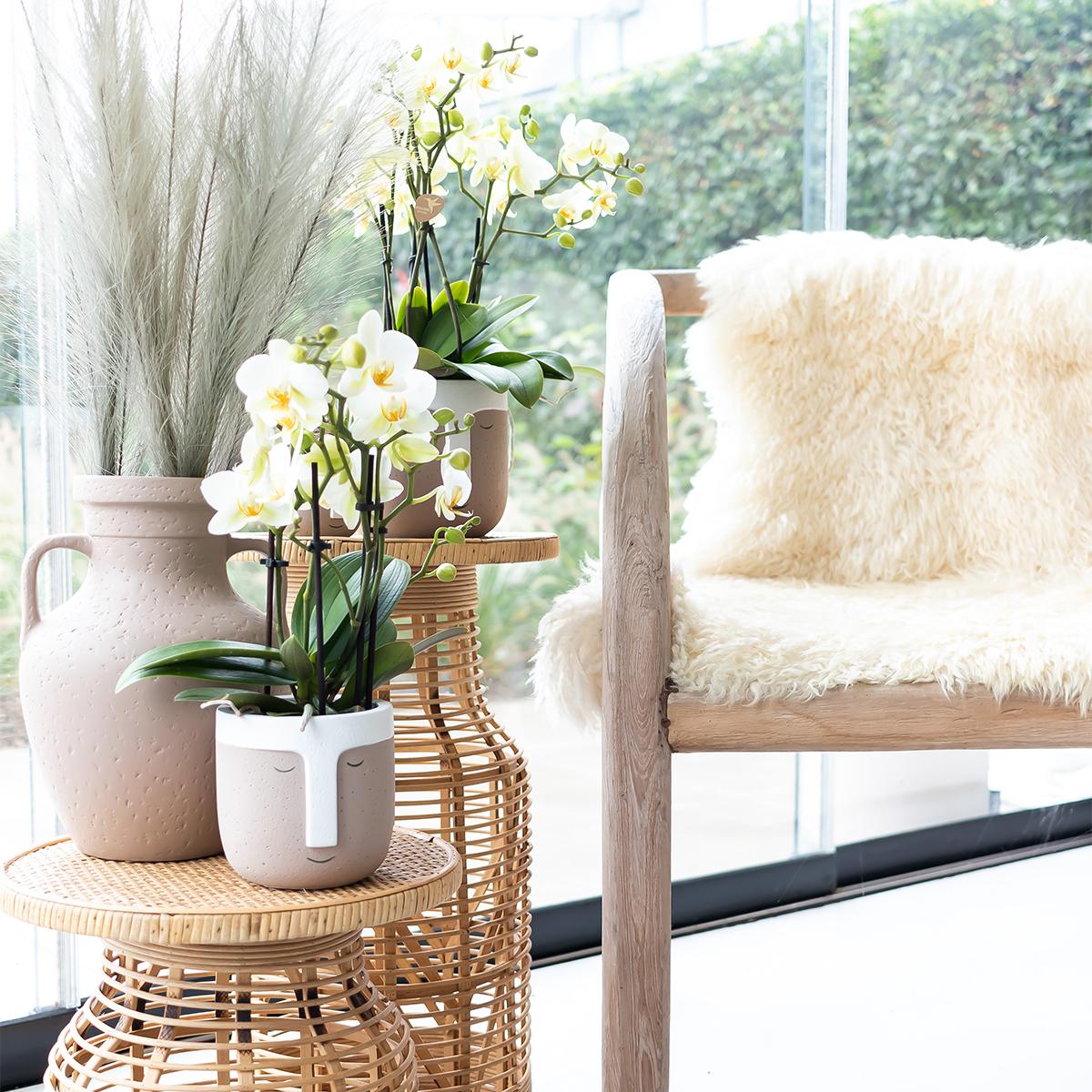 Phalaenopsis Orchidee „Lausanne“ – Weiß – Ø9cm – Zimmerpflanze mit 3 Blütentrieben – Pflegeleicht & elegant – Aus der Blossom-Kollektion 