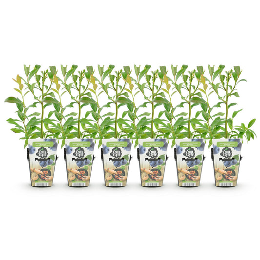 Heidelbeere Vaccinium corymbosum Bluecrop winterhart 6 Pflanzen Ø9cm Höhe30cm – Ertragreiche Heidelbeere für Garten Balkon & Terrasse 