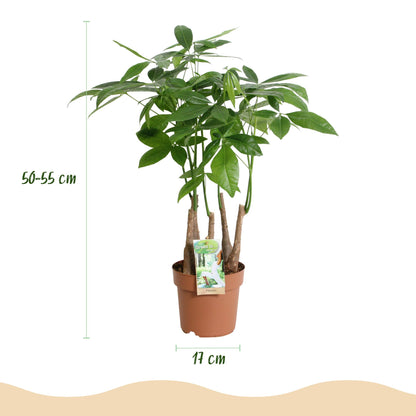 Green boutiQ - Zimmerpflanzen - Pachira Aquatica Mehrstamm - Geldbaum - Wenig Pflege - Grün - 2 Pflanzen - Topf 17cm - Höhe 50-55cm 