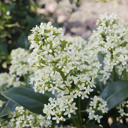 GreenboutiQ - Terrassenpflanze - Skimmia japonica Finchy - Blüte Weiß - 40+ Blüten - 1 Pflanze - Winterhart - Topf 19cm Höhe 60cm 