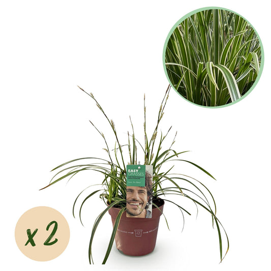 Weißrandige Segge Carex morrowii Ice Dance – 2 Pflanzen – Ø17cm – Immergrün, winterhart & pflegeleicht – Weiß-grüne Blätter – Höhe ca. 50cm – Frischer Look für Garten & Innenbereich 