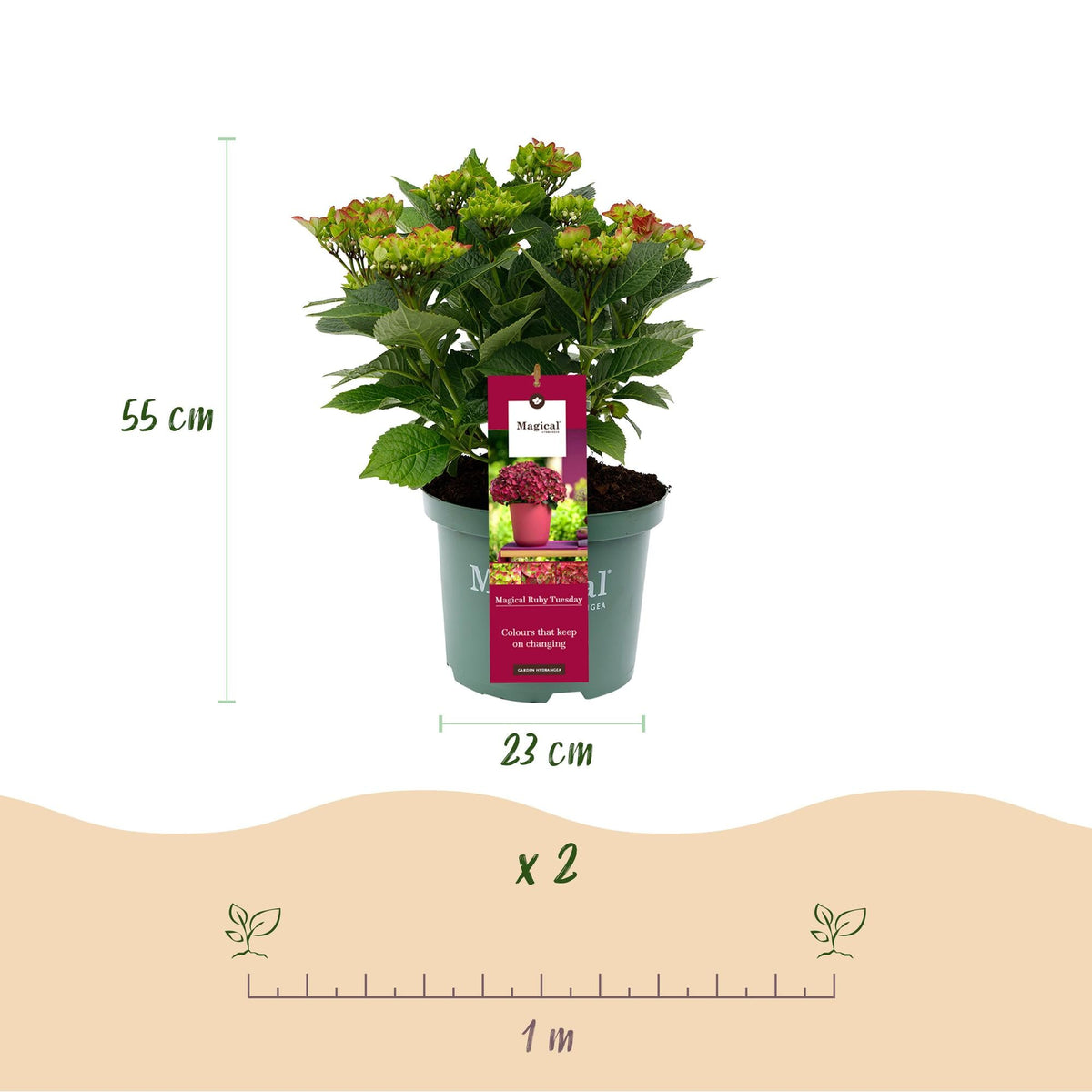 Hortensie Magical Ruby Tuesday & Saphire – 2 Pflanzen – Hydrangea macrophylla - 23 cm – Ca. 55 cm hoch – 6–10 Blüten – Für Balkon, Terrasse & Beet – Pflegeleicht 
