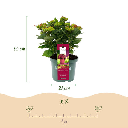Hortensie Magical Ruby Tuesday & Saphire – 2 Pflanzen – Hydrangea macrophylla - 23 cm – Ca. 55 cm hoch – 6–10 Blüten – Für Balkon, Terrasse & Beet – Pflegeleicht 