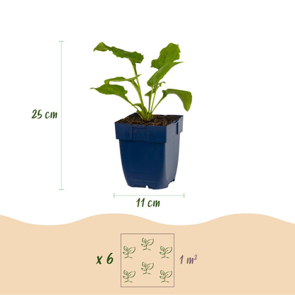 Sonnenhut 'Magnus' (purpurrot) – Echinacea purpurea 'Magnus' – Topf Ø11cm – Ansicht 3