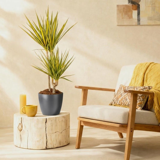 Green boutiQ - Zimmerpflanzen - Dracaena Sunray - Drachenbaum - Wenig Pflege - Grün - Gelb - 1 Pflanze - mit Potter Grau - Topf 21cm - Höhe 90-100cm 