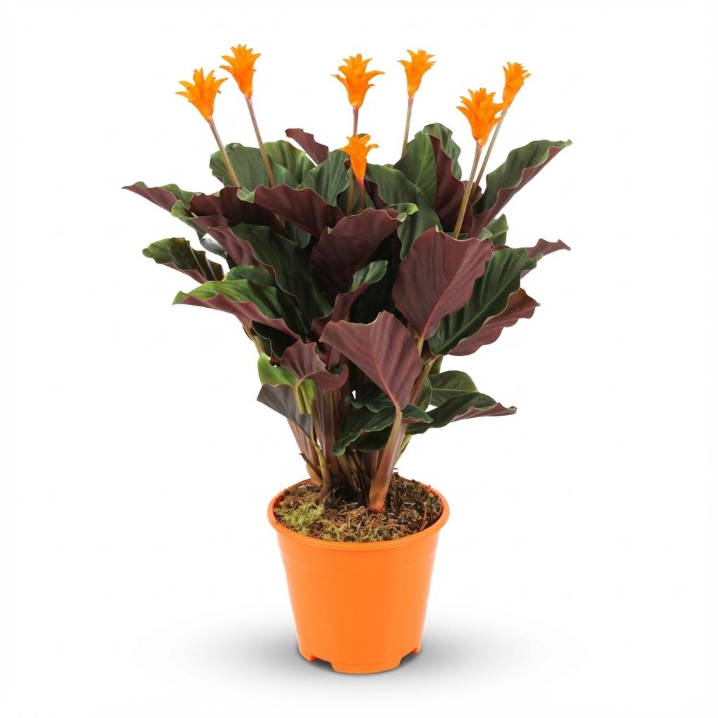 Korbmarante Calathea Crocata – Ø14cm – Höhe 40–45cm – Orange Blüten – Tropische Zimmerpflanze für Wohnraum Büro & schattige Standorte 