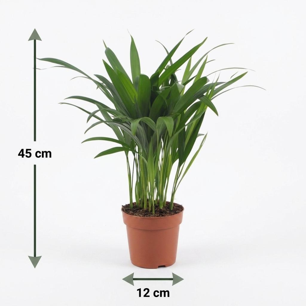 Areca-Palme – Goldfruchtpalme – Dypsis lutescens – 2 Pflanzen – Topf Ø12cm – Höhe 45cm – Ansicht 5