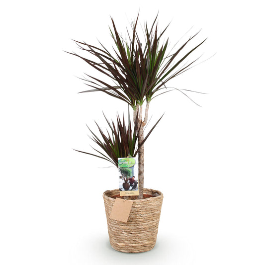 Green boutiQ - Zimmerpflanzen - Dracaena Magenta - Drachenblutbaum - Wenig Pflege - mit Korb - Rot - 1 Pflanze - Topf 21cm - Höhe 90-100cm 