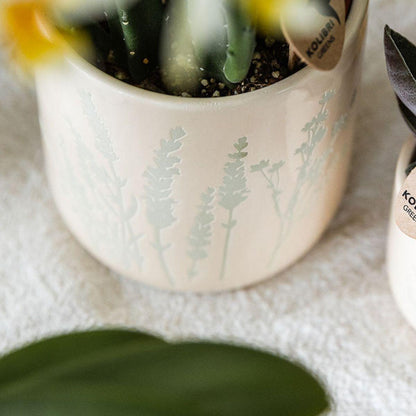 Gelbe Orchidee Mexico + Floral Ziertopf Hellblau – Topfgröße Ø9cm - Zimmerpflanze 