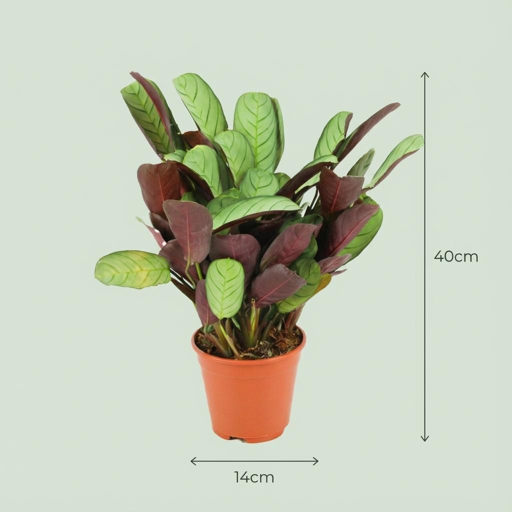 Korbmarante Ctenanthe Amagris Ø14cm Höhe 35–40cm – Gebetspflanze mit grau-grünen Blättern & violetter Unterseite – Elegante Zimmerpflanze für Wohnraum & Büro 