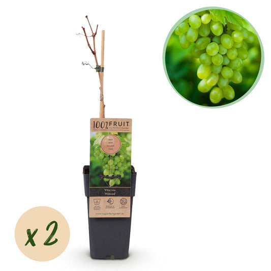Weinrebe – Weiße Traube – Vitis vinifera Himrod – Obstpflanze – Kernlos – 2 Pflanzen – 15cm – Höhe ca. 50cm 
