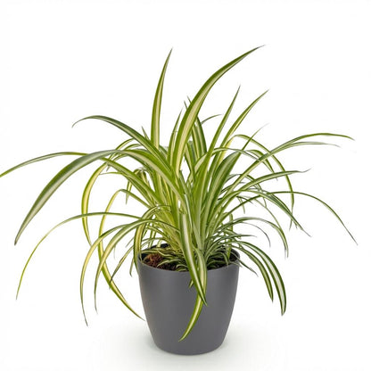 Green boutiQ - Zimmerpflanze - Chlorophytum comosum Variegatum - Bunte Graslilie - Haustierfreundliche Pflanze - Grün - 1 Pflanze - mit Potter Grau - Topf 12cm - Höhe 20cm 