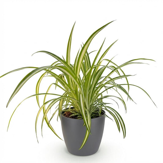 Green boutiQ - Zimmerpflanze - Chlorophytum comosum Variegatum - Bunte Graslilie - Haustierfreundliche Pflanze - Grün - 1 Pflanze - mit Potter Grau - Topf 12cm - Höhe 20cm 