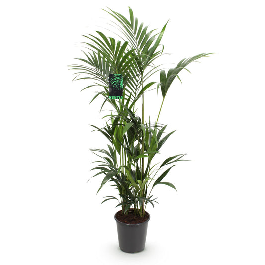 Howea Forsteriana – Kentia-Palme – 160–170cm – 27cm – Pflegeleichte, elegante Zimmerpalme mit fiederartigen Wedeln – Tropisches Highlight für Wohn- und Arbeitsbereiche 