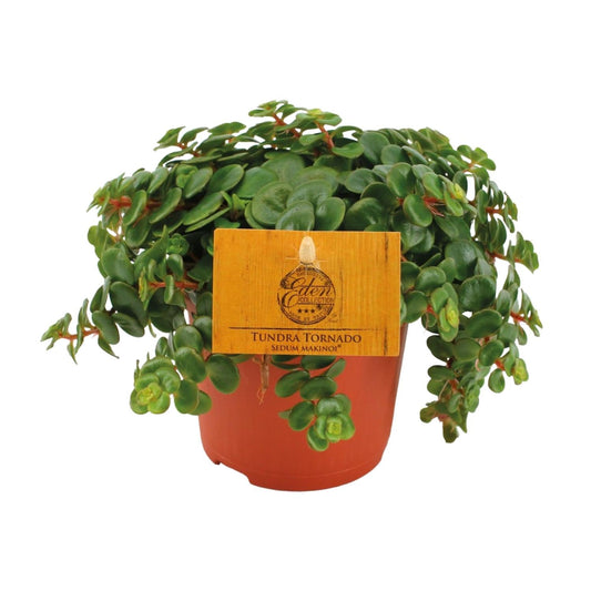 Fetthenne Sedum Tornado – Zimmerpflanze – Ø11 cm – Höhe 15 cm – Pflegeleicht – Halbschatten – Sukkulente für Zuhause 