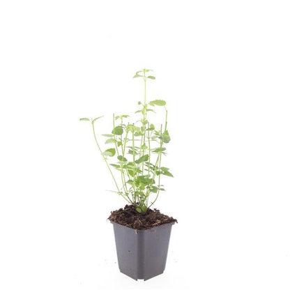 Asiatische Duftnessel Agastache 'Black Adder' – Staude mit dunkelvioletten Blüten – Ø9cm – Ansicht 15