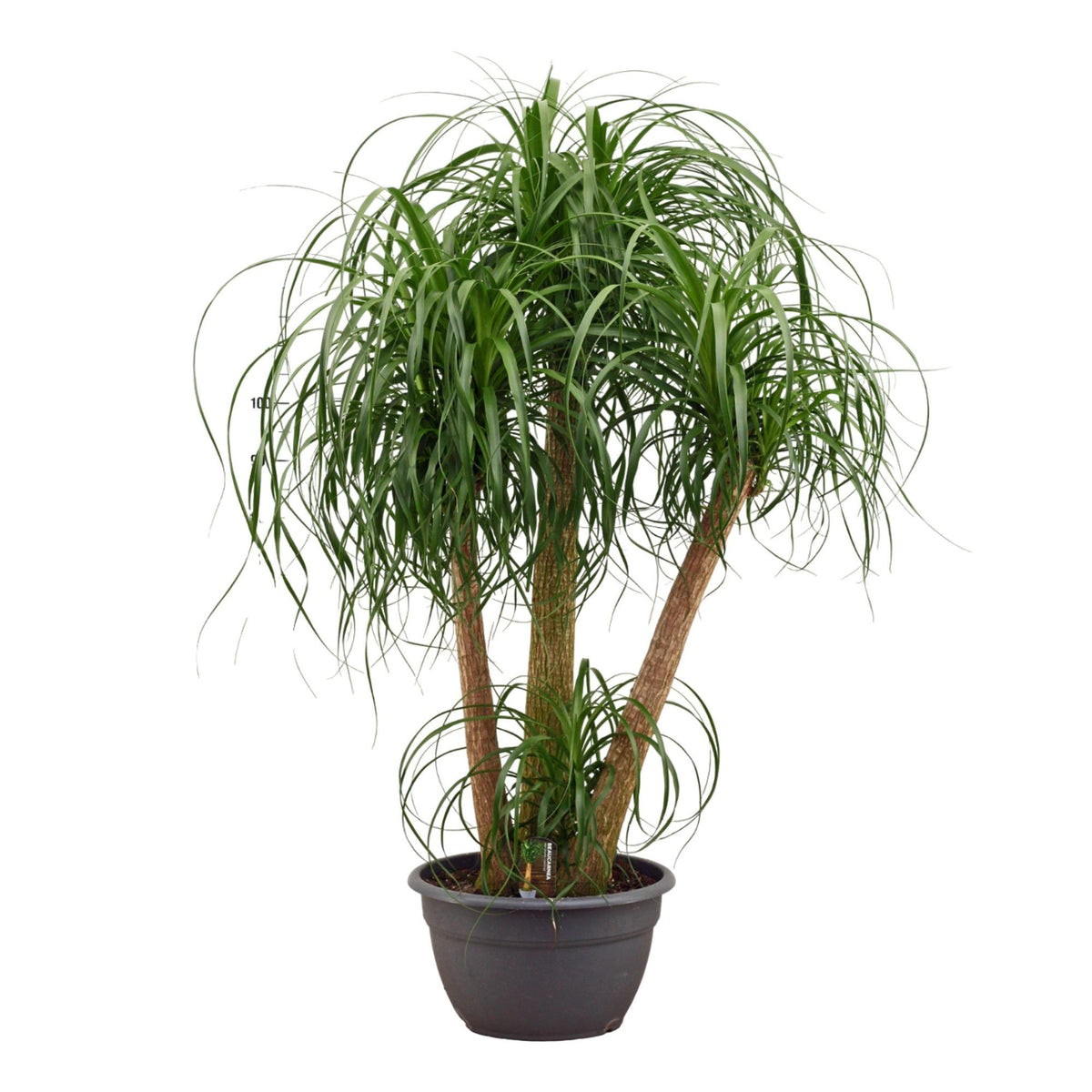 Beaucarnea multi stam - 130cm 
